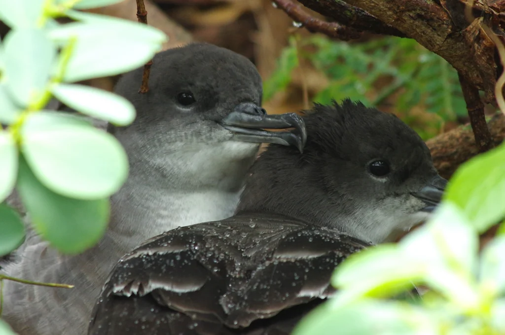 ʻAʻo (Newell’s Shearwater) pair. Photo by Frank Shirley, Shutterstock.