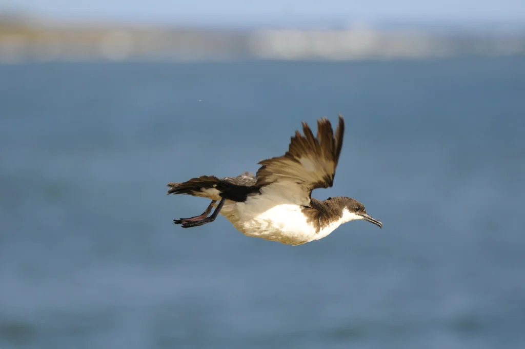 ʻAʻo (Newell’s Shearwater). Photo by Jim Denny, kauaibirds.com.