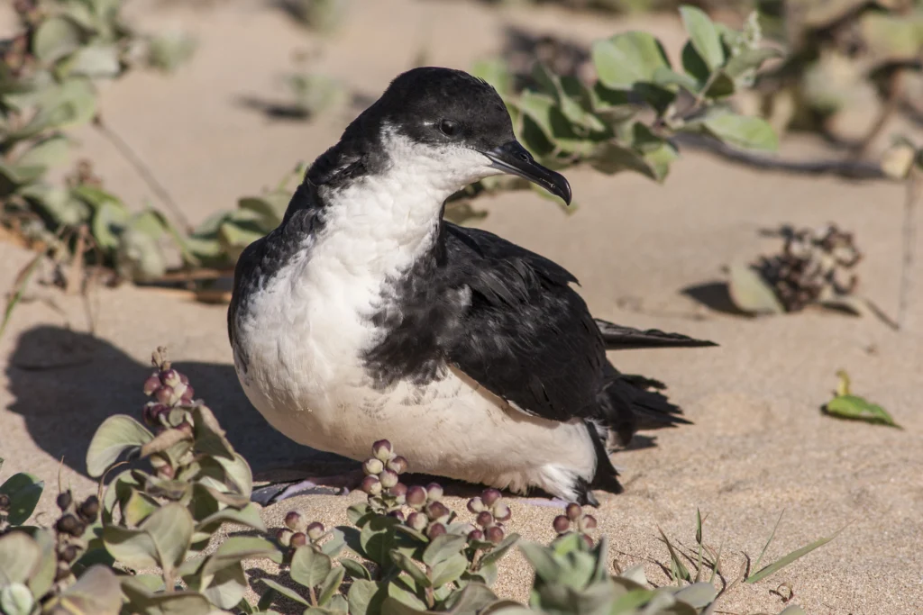 ʻAʻo (Newell’s Shearwater). Photo by Jack Jeffrey.