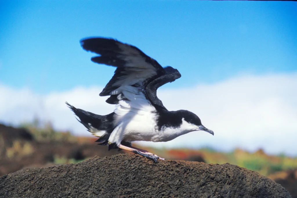 ʻAʻo (Newell’s Shearwater). Photo by Alamy Stock Photo, Shutterstock.