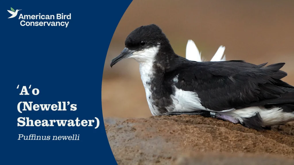 Newell's Shearwater YouTube Thumbnail.
