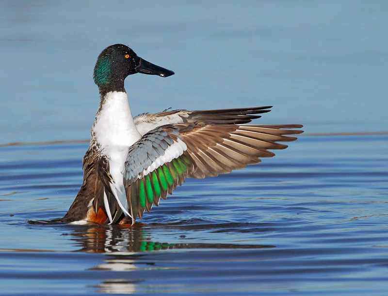 Northern Shoveler. Photo by Tom Grey.