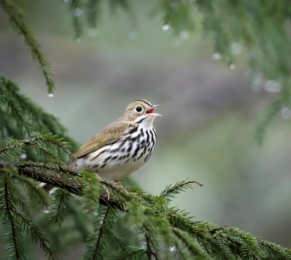 Ovenbird. Photo by Joshua Galicki.