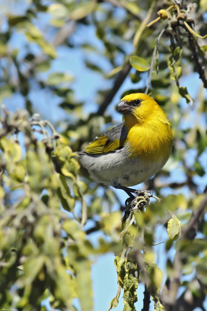 Palila. Photo by Alexander Clark.