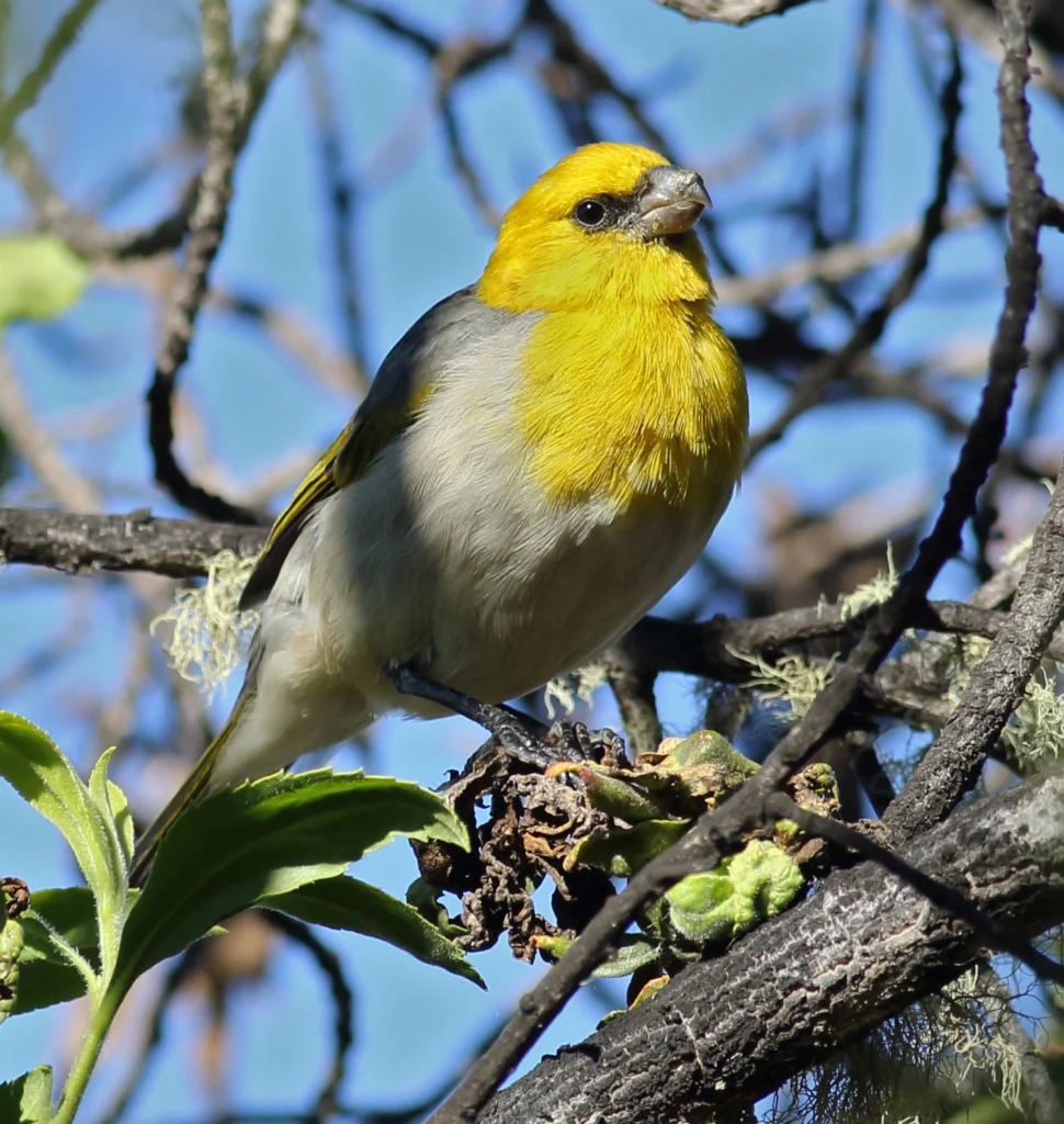 Palila. Photo by Alexander Clark.