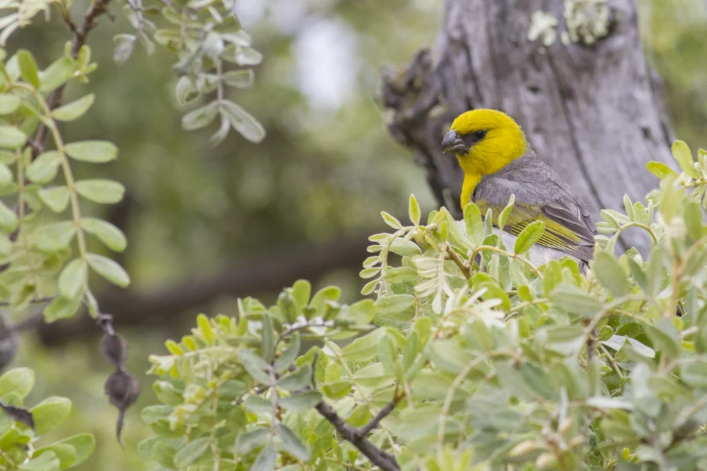 Palila. Photo by Jacob Drucker.