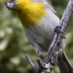 Palila. Photo by Robby Kohley.