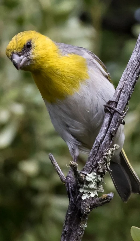 Palila. Photo by Robby Kohley.