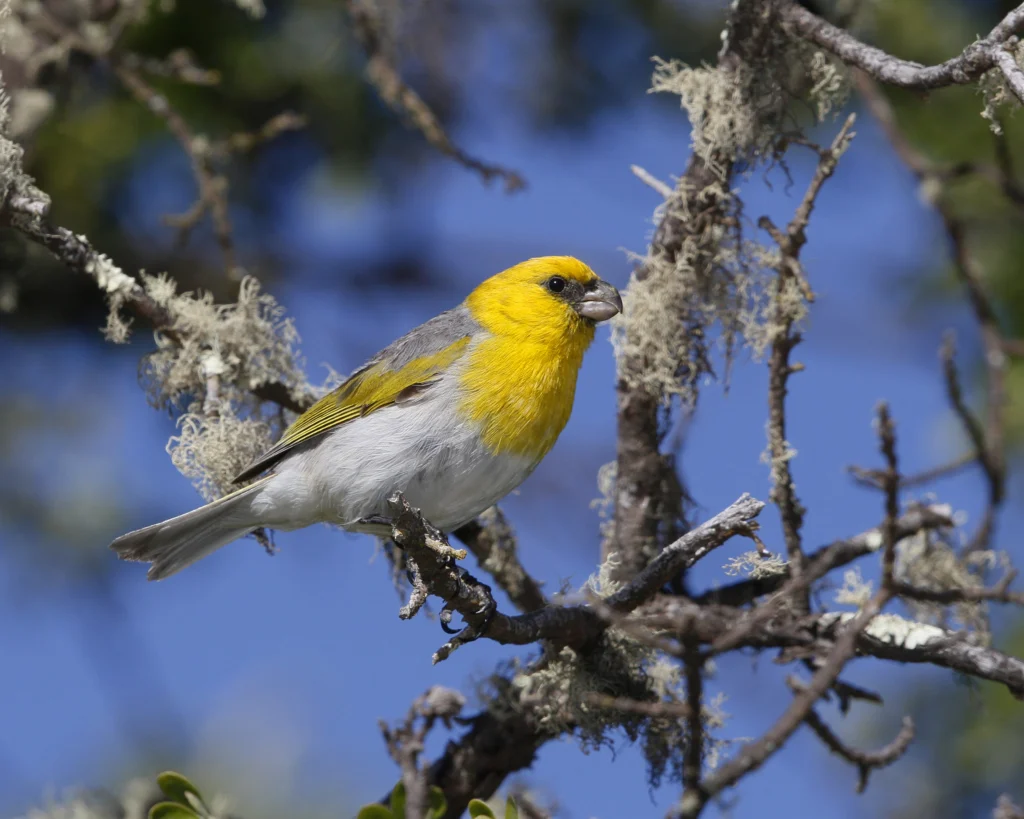 Palila. Photo by Jack Jeffrey.