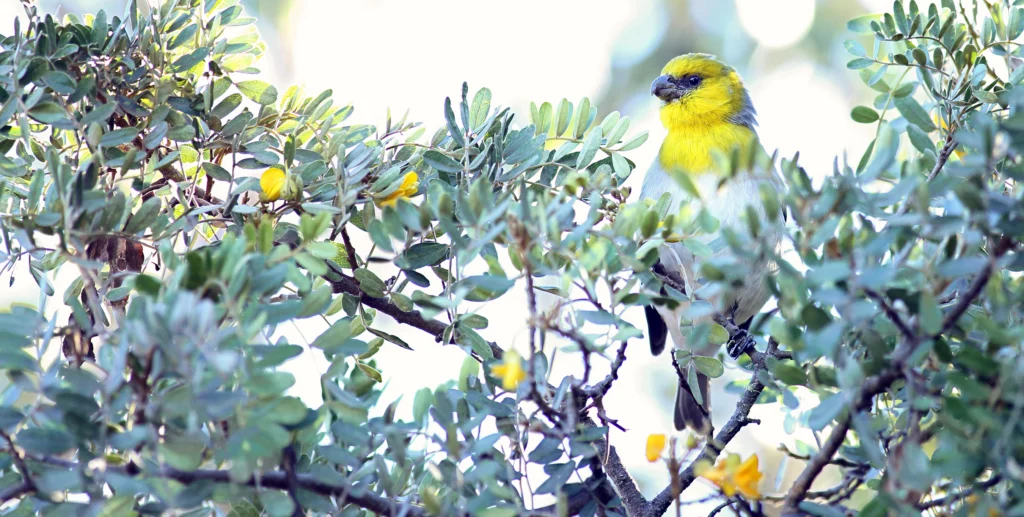 Palila. Photo by Alexander Clark.