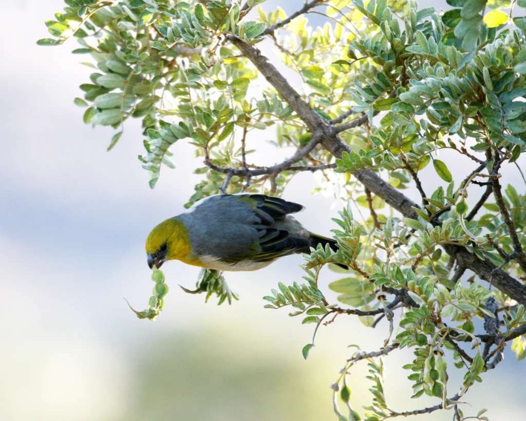 Palila. Photo by Keith Swindle.