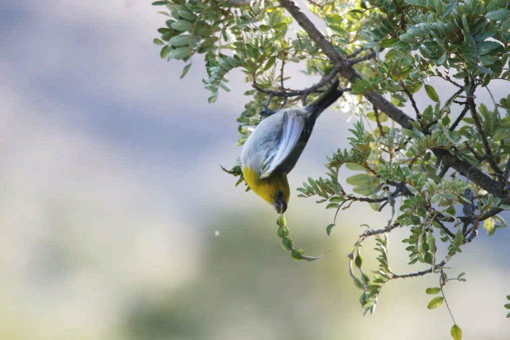 Palila. Photo by Keith Swindle.