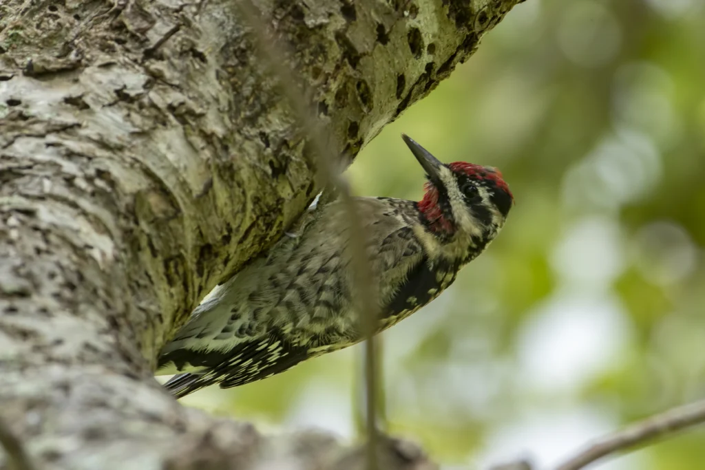 Yellow-bellied Sapsucker. Photo by Larry Master, masterimages.org.