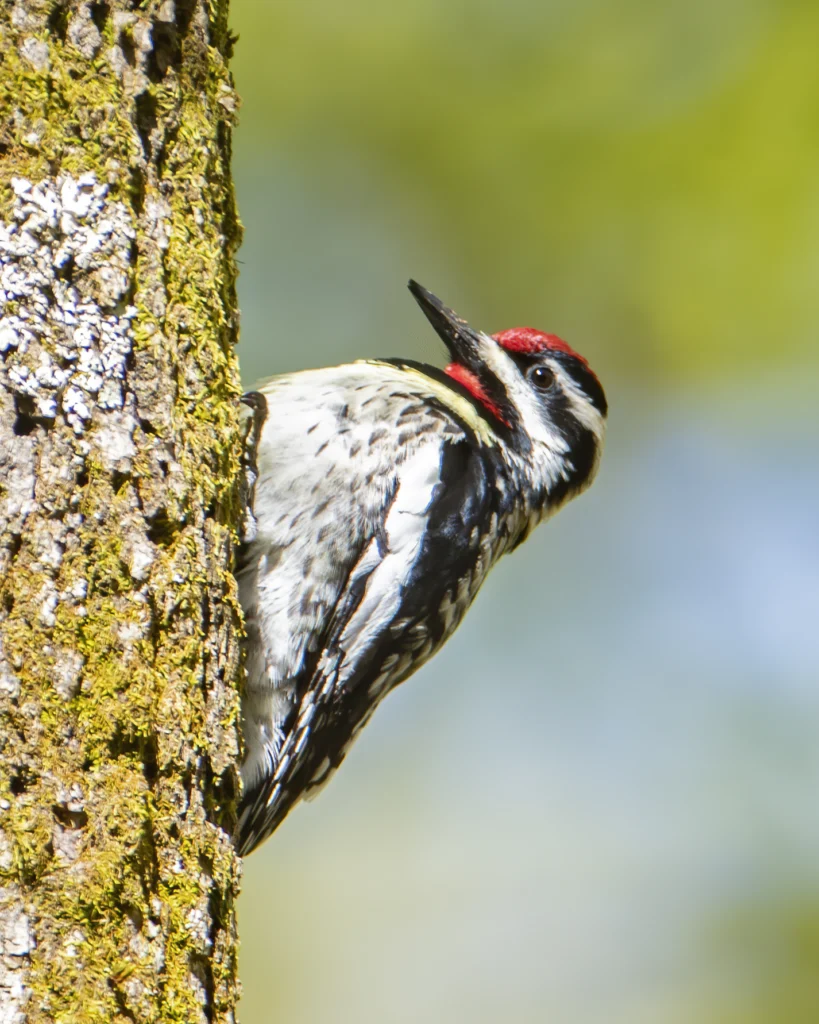 Yellow-bellied Sapsucker. Photo by Larry Master, masterimages.org.