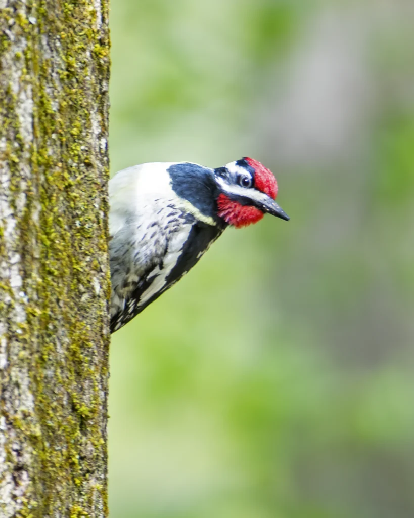 Yellow-bellied Sapsucker. Photo by Larry Master, masterimages.org.