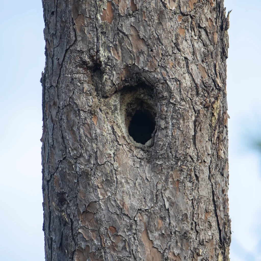Red-cockaded Woodpecker nest cavity. Photo by Larry Master, masterimages.org.