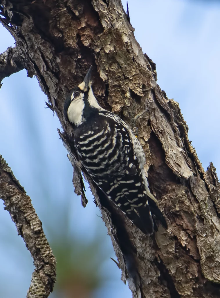 Red-cockaded Woodpecker. Photo by Larry Master, masterimages.org.