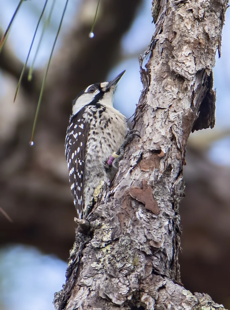 Red-cockaded Woodpecker. Photo by Larry Master, masterimages.org.