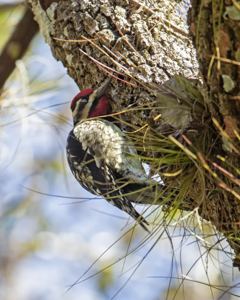 Yellow-bellied Sapsucker. Photo by Larry Master, masterimages.org.