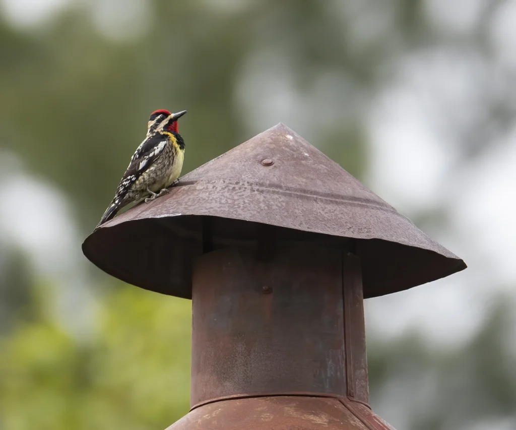 Yellow-bellied Sapsucker. Photo by Larry Master, masterimages.org.