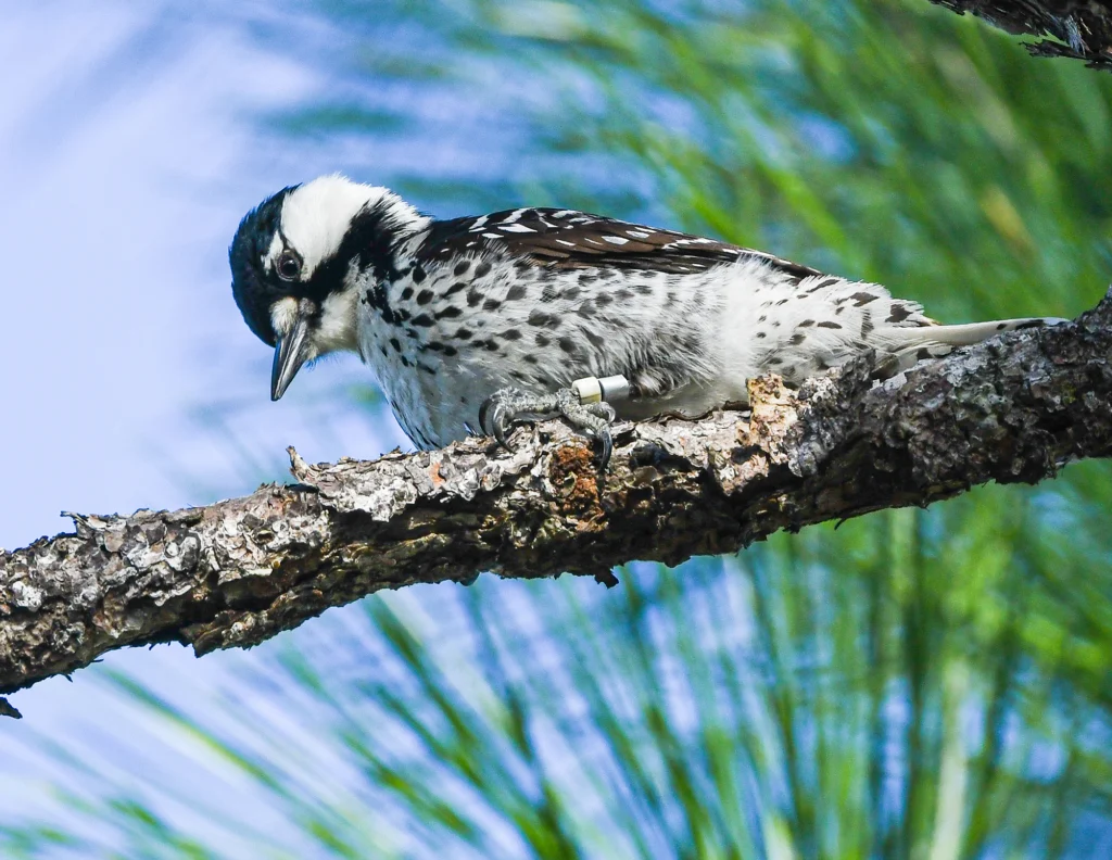 Red-cockaded Woodpecker. Photo by Anders Gyllenhaal.