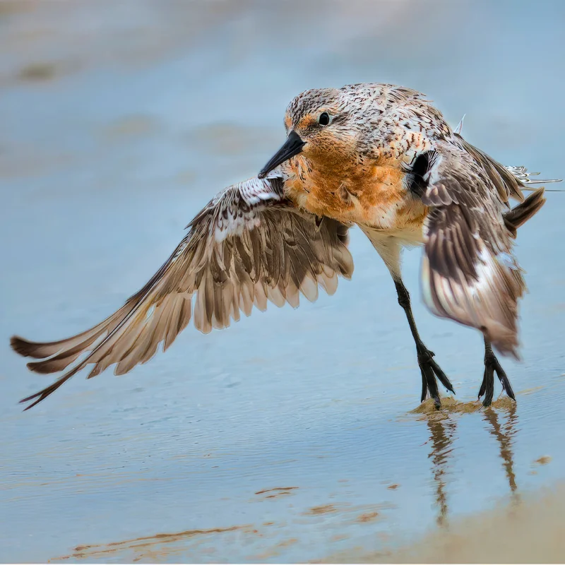 Red Knot by Philip Witt