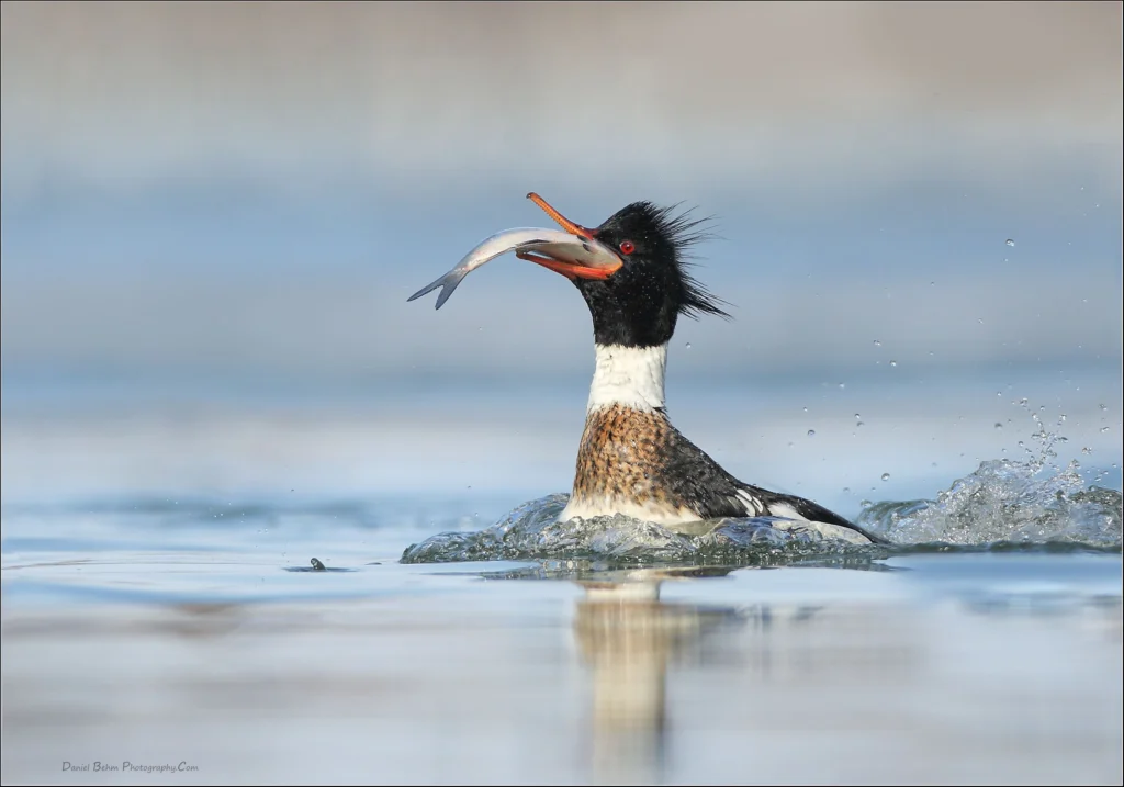 Red-breasted Merganser male eating a fish. Photo by Dan Behm.