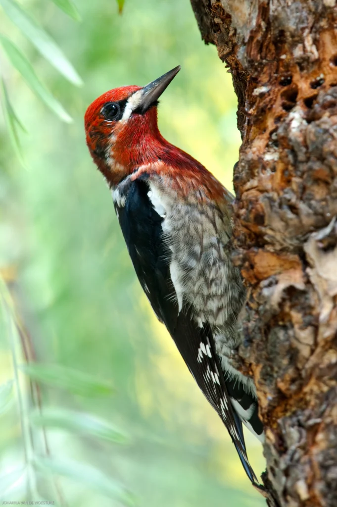 Red-breasted Sapsucker. Photo by Johanna van de Woestijne.