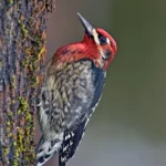 Red-Breasted Sapsucker. Photo by Alan Wilson.