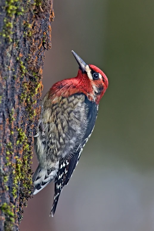 Red-Breasted Sapsucker. Photo by Alan Wilson.