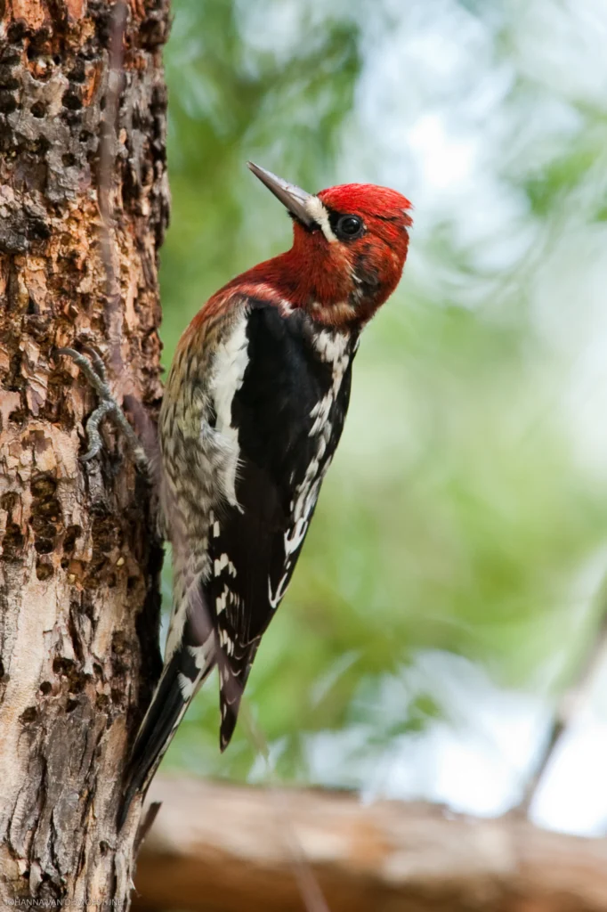 Red-breasted Sapsucker. Photo by Johanna van de Woestijne.