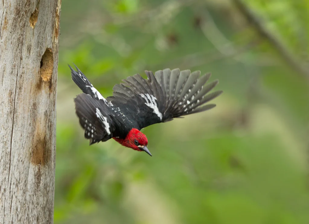 Red-breasted Sapsucker. Photo by Robert L Kothenbeutel, Shutterstock.