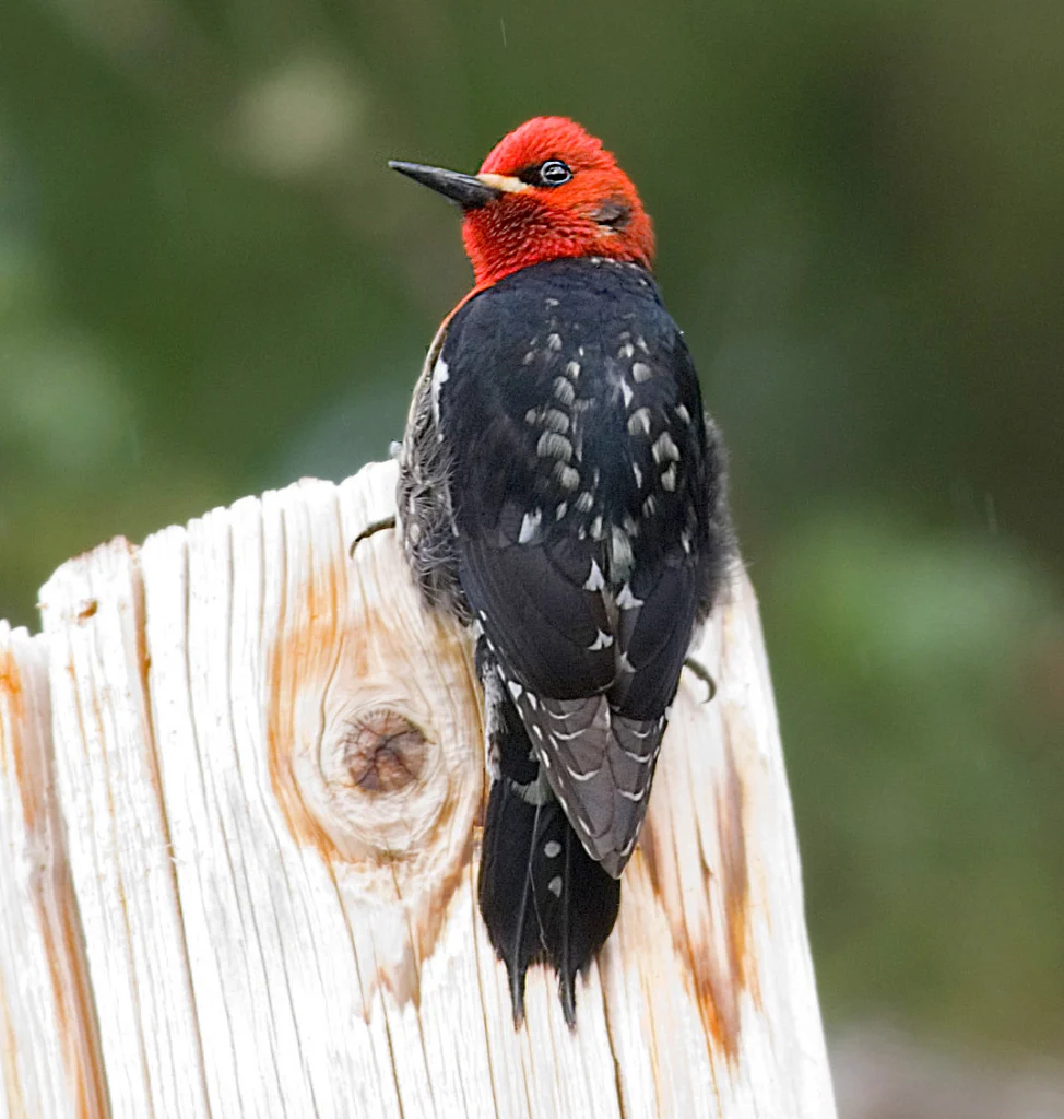 Red-breasted Sapsucker. Photo by Ted Ardley.