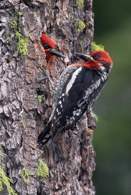 Red-breasted Sapsuckers. Photo by Tom Grey.