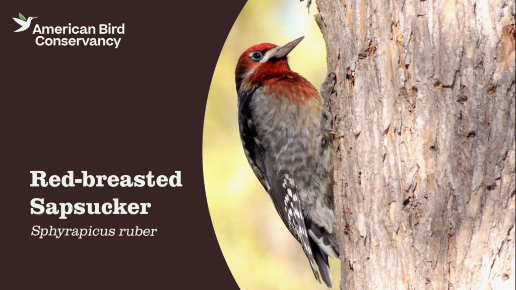 Red-breasted Sapsucker YouTube Thumbnail.