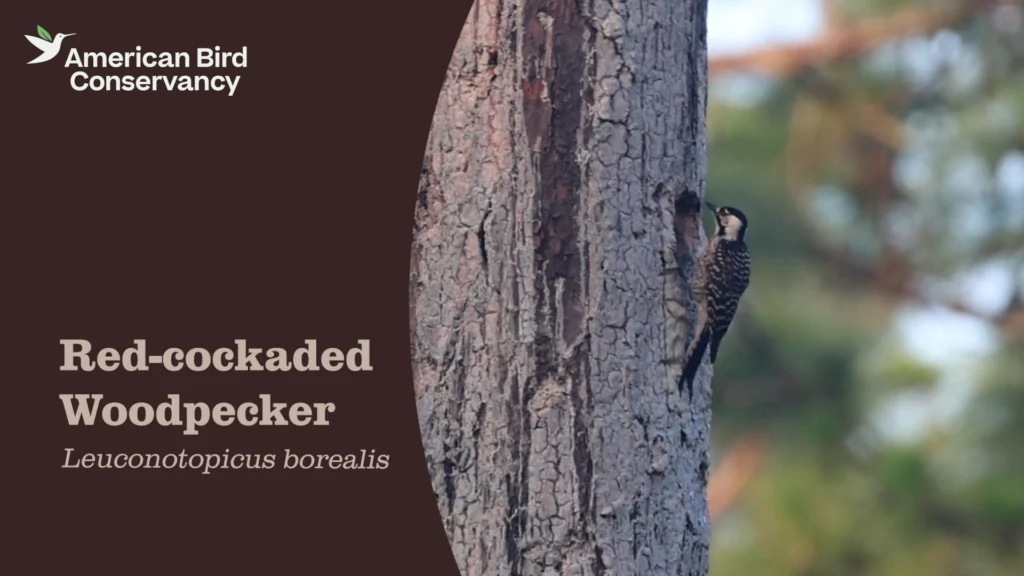 Red-cockaded Woodpecker YouTube thumbnail.