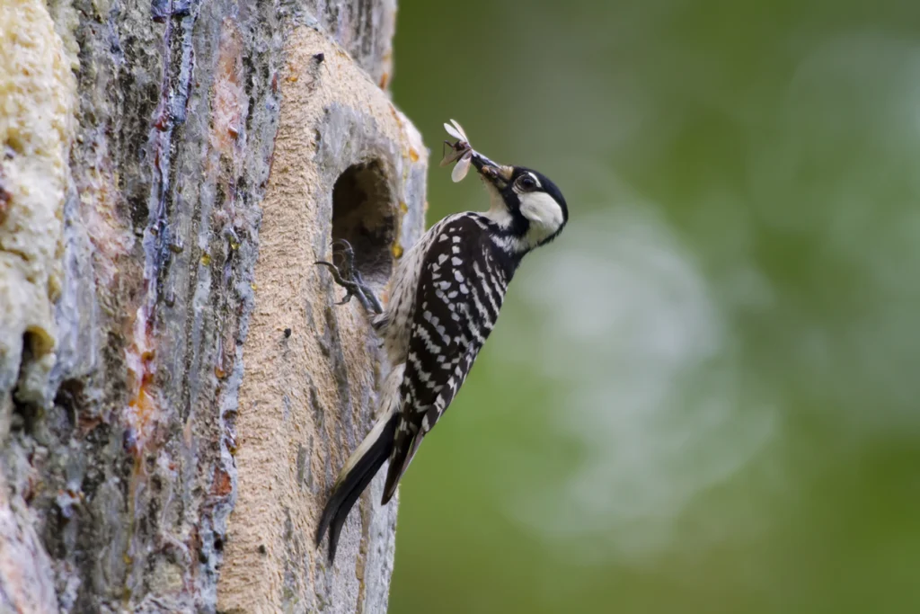 Red-cockaded Woodpecker. Photo by USFWS.
