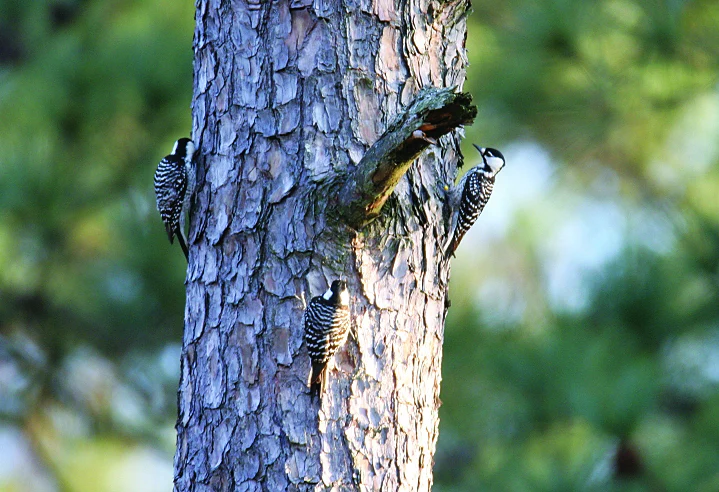 Red-cockaded Woodpeckers. Photo by Bill Hubick.