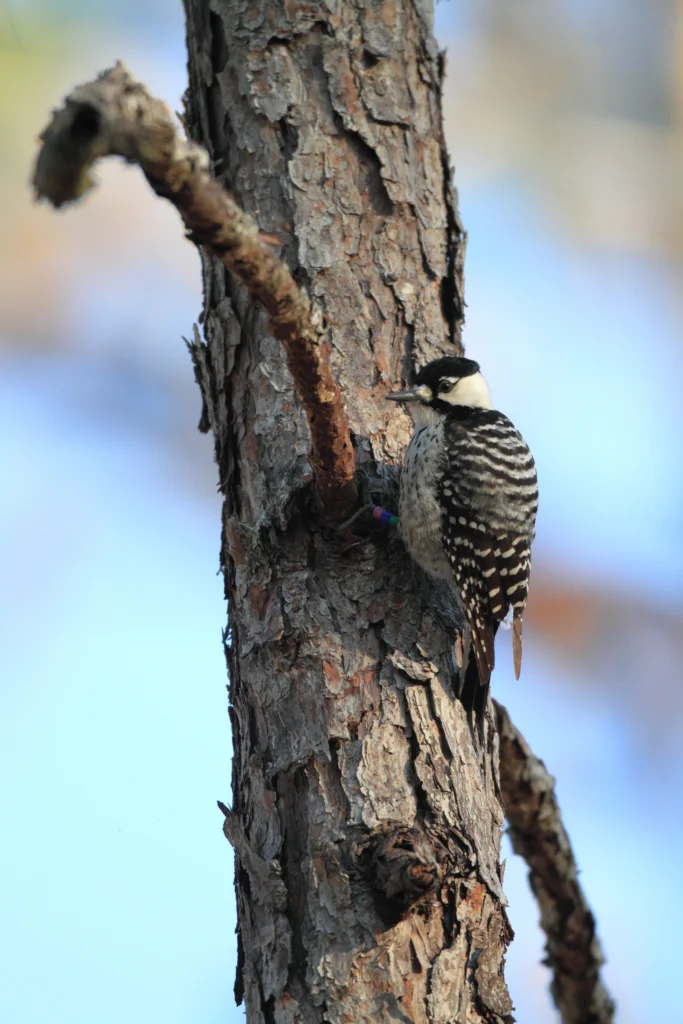 Red-cockaded Woodpecker. Photo by feathercollector, Shutterstock.