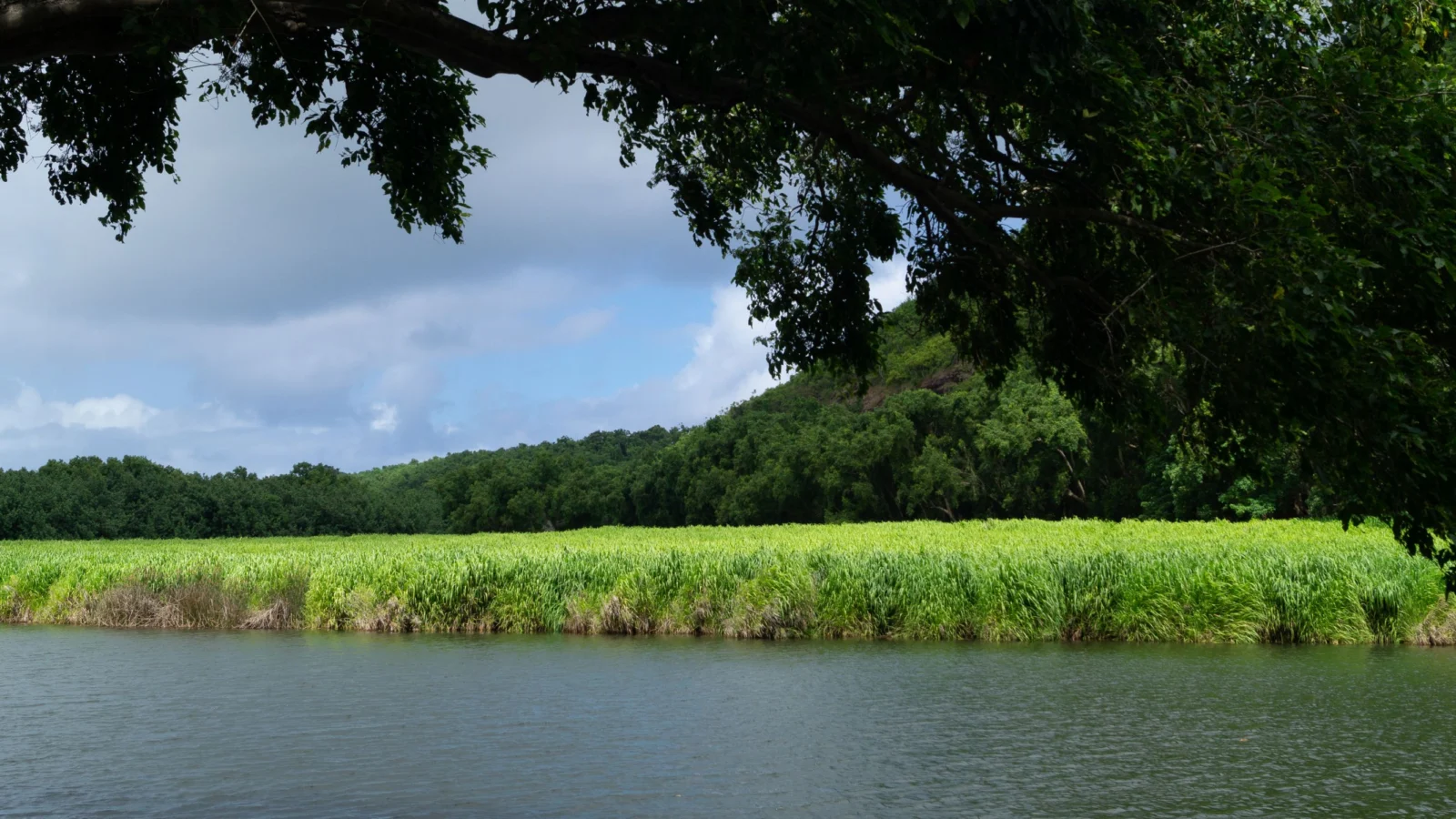 River in Hawaii by Kylehermann, Getty Images