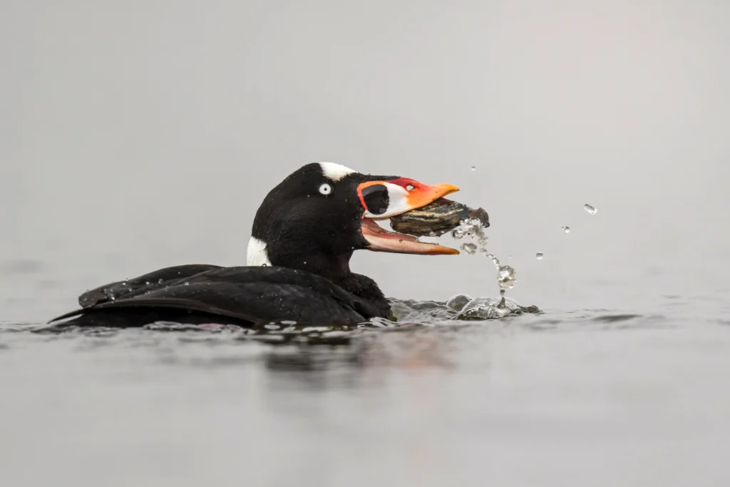 Surf Scoter with clam. Photo by Phoo Chan, Shutterstock.