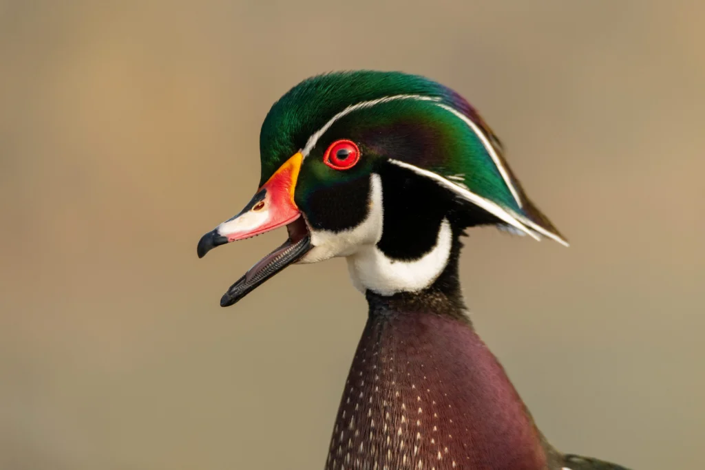 Wood Duck with visible lamellae. Photo by Fotomoods, Shutterstock.
