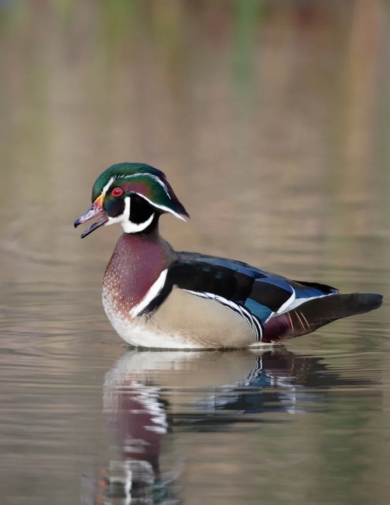 Wood Duck male. Photo by Paul Rossi.