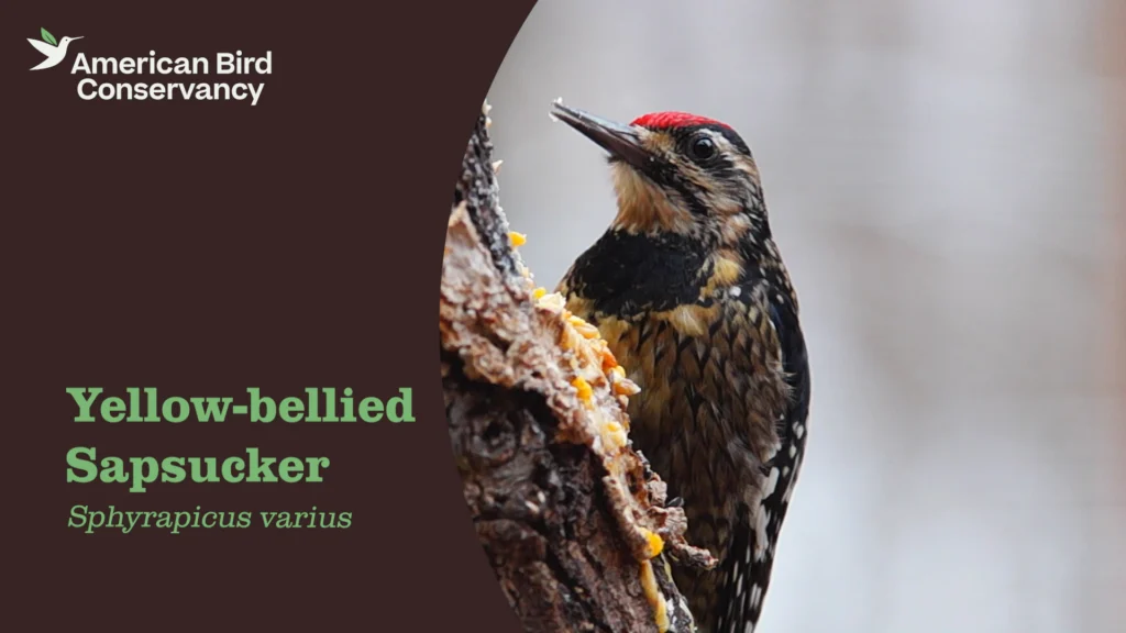 Yellow-bellied Sapsucker YouTube Thumbnail.