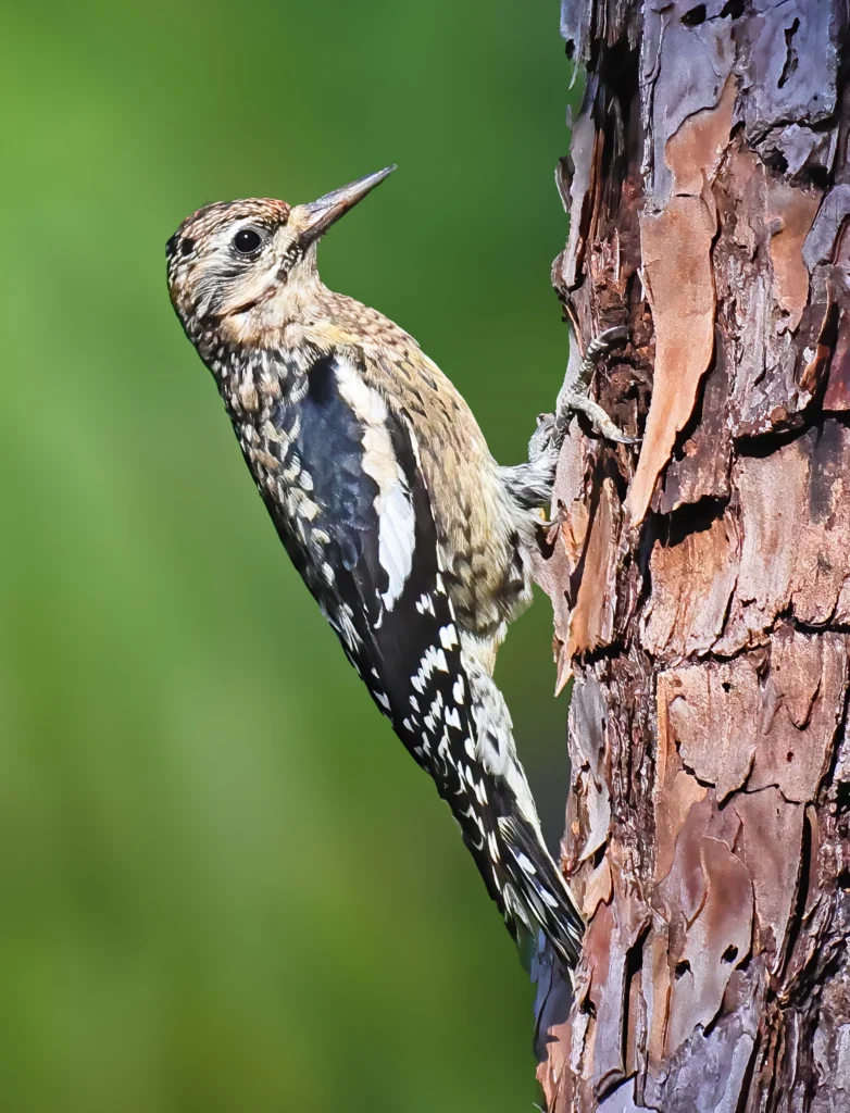 Yellow-bellied Sapsucker juvenile. Photo by Greg Homel, Natural Elements Productions.