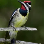 Yellow-bellied Sapsucker. Photo by Frode Jacobsen, Shutterstock.