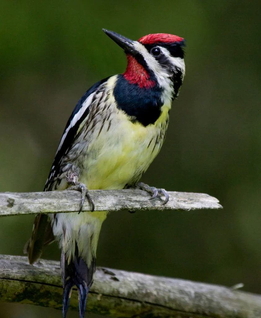 Yellow-bellied Sapsucker. Photo by Frode Jacobsen, Shutterstock.