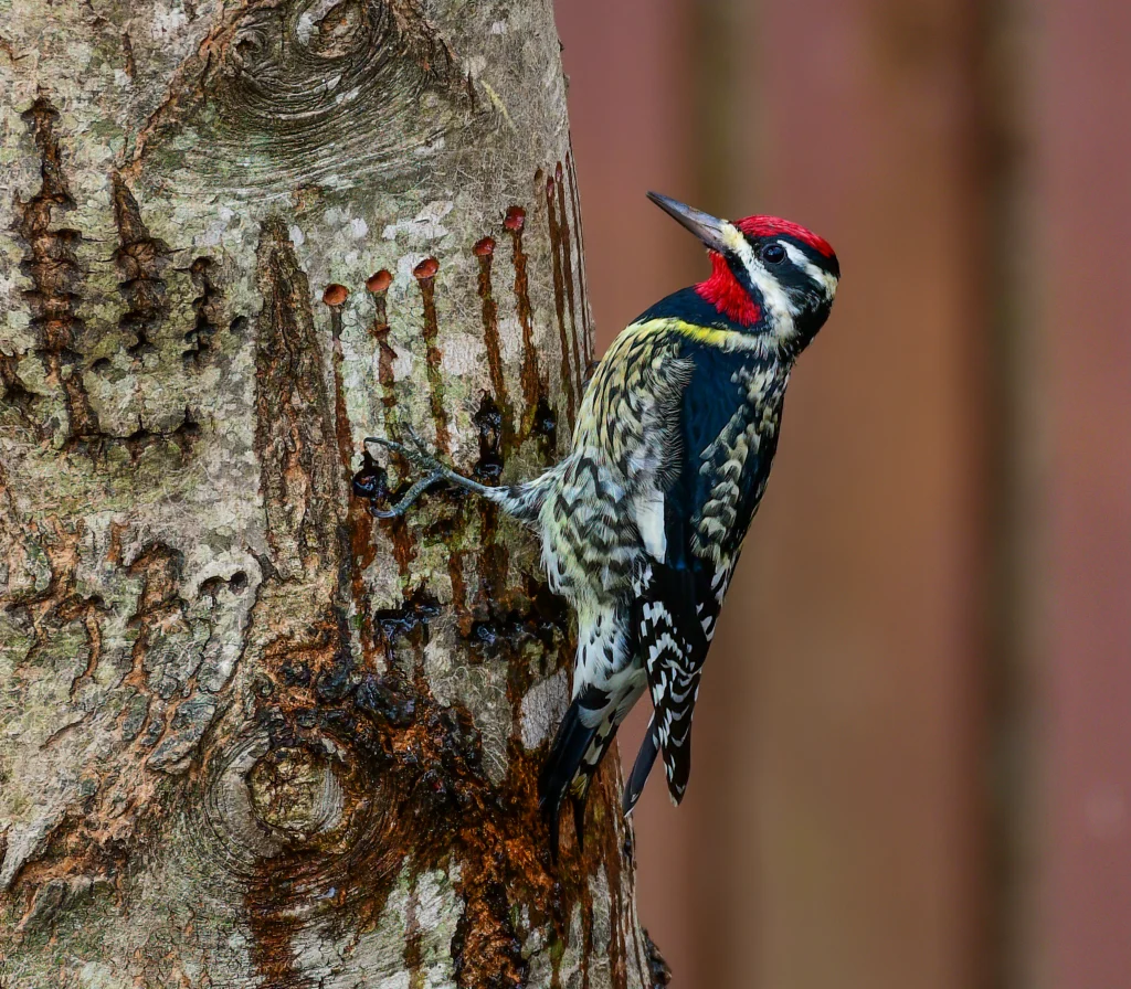 Yellow-bellied Sapsucker. Photo by Fawn Lake Photography, Shutterstock.