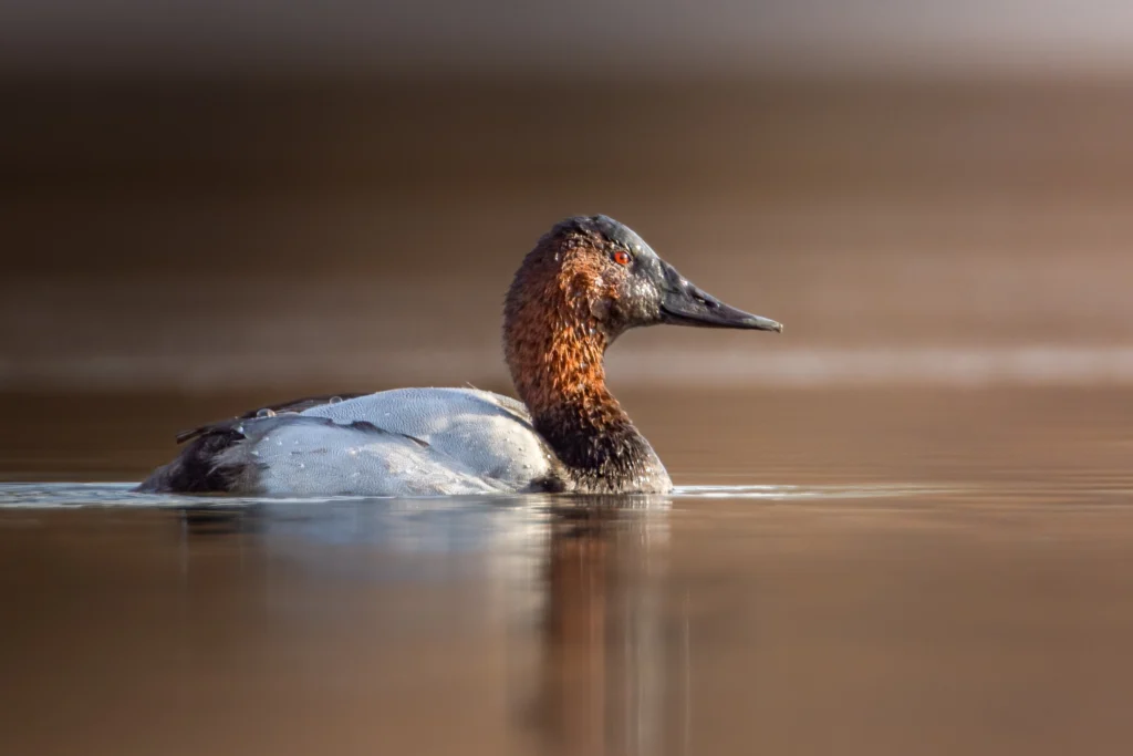 Canvasback male. Photo by Gary Rogers Photography, Shutterstock.