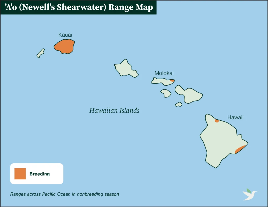 Newell's Shearwater range map